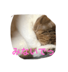 デブちんマロン（個別スタンプ：3）