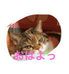 デブちんマロン（個別スタンプ：5）
