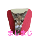 デブちんマロン（個別スタンプ：6）