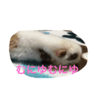 デブちんマロン（個別スタンプ：7）