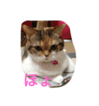 デブちんマロン（個別スタンプ：8）