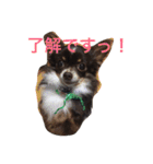 Mirくん（個別スタンプ：15）