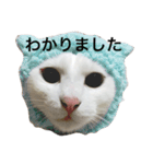 りくまるすたんぷ（個別スタンプ：10）