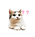 マンチカン はなちゃん（個別スタンプ：2）