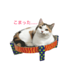 マンチカン はなちゃん（個別スタンプ：4）