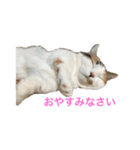 マンチカン はなちゃん（個別スタンプ：5）