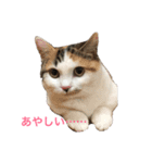 マンチカン はなちゃん（個別スタンプ：7）