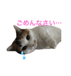マンチカン はなちゃん（個別スタンプ：8）