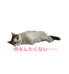 マンチカン はなちゃん（個別スタンプ：14）