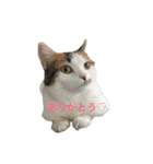 マンチカン はなちゃん（個別スタンプ：15）