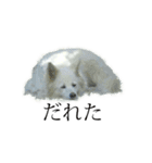 白い犬のさくら（個別スタンプ：1）