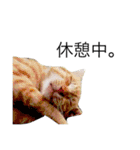 伊藤家の猫たち。（個別スタンプ：5）
