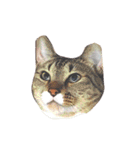 伊藤家の猫たち。（個別スタンプ：40）