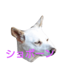 もんもんの日常（個別スタンプ：6）