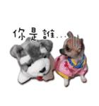 Chihuahua_SIAO-MAN-TOU（個別スタンプ：1）