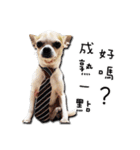 Chihuahua_SIAO-MAN-TOU（個別スタンプ：2）