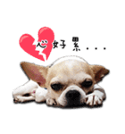 Chihuahua_SIAO-MAN-TOU（個別スタンプ：3）