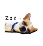 Chihuahua_SIAO-MAN-TOU（個別スタンプ：4）