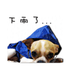 Chihuahua_SIAO-MAN-TOU（個別スタンプ：5）