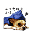 Chihuahua_SIAO-MAN-TOU（個別スタンプ：6）