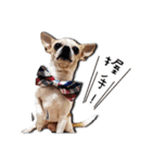 Chihuahua_SIAO-MAN-TOU（個別スタンプ：7）
