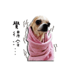 Chihuahua_SIAO-MAN-TOU（個別スタンプ：8）