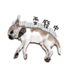 Chihuahua_SIAO-MAN-TOU（個別スタンプ：9）