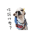 Chihuahua_SIAO-MAN-TOU（個別スタンプ：10）