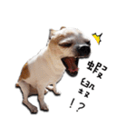 Chihuahua_SIAO-MAN-TOU（個別スタンプ：11）