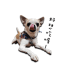 Chihuahua_SIAO-MAN-TOU（個別スタンプ：12）