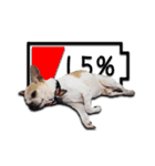 Chihuahua_SIAO-MAN-TOU（個別スタンプ：13）
