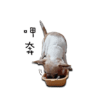 Chihuahua_SIAO-MAN-TOU（個別スタンプ：14）