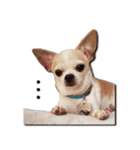 Chihuahua_SIAO-MAN-TOU（個別スタンプ：15）
