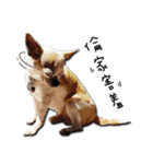 Chihuahua_SIAO-MAN-TOU（個別スタンプ：16）