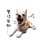 Chihuahua_SIAO-MAN-TOU（個別スタンプ：17）
