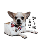 Chihuahua_SIAO-MAN-TOU（個別スタンプ：18）