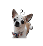 Chihuahua_SIAO-MAN-TOU（個別スタンプ：19）