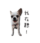 Chihuahua_SIAO-MAN-TOU（個別スタンプ：20）