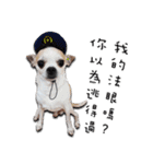 Chihuahua_SIAO-MAN-TOU（個別スタンプ：21）