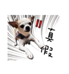 Chihuahua_SIAO-MAN-TOU（個別スタンプ：22）