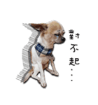 Chihuahua_SIAO-MAN-TOU（個別スタンプ：23）