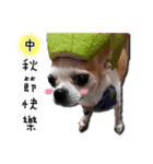 Chihuahua_SIAO-MAN-TOU（個別スタンプ：24）