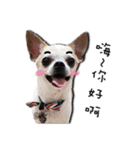 Chihuahua_SIAO-MAN-TOU（個別スタンプ：25）