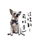 Chihuahua_SIAO-MAN-TOU（個別スタンプ：26）