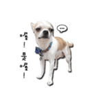 Chihuahua_SIAO-MAN-TOU（個別スタンプ：27）