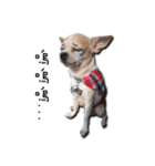 Chihuahua_SIAO-MAN-TOU（個別スタンプ：28）