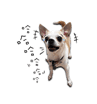 Chihuahua_SIAO-MAN-TOU（個別スタンプ：29）