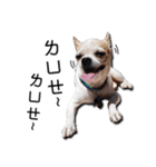 Chihuahua_SIAO-MAN-TOU（個別スタンプ：30）