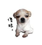 Chihuahua_SIAO-MAN-TOU（個別スタンプ：31）