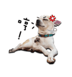 Chihuahua_SIAO-MAN-TOU（個別スタンプ：32）